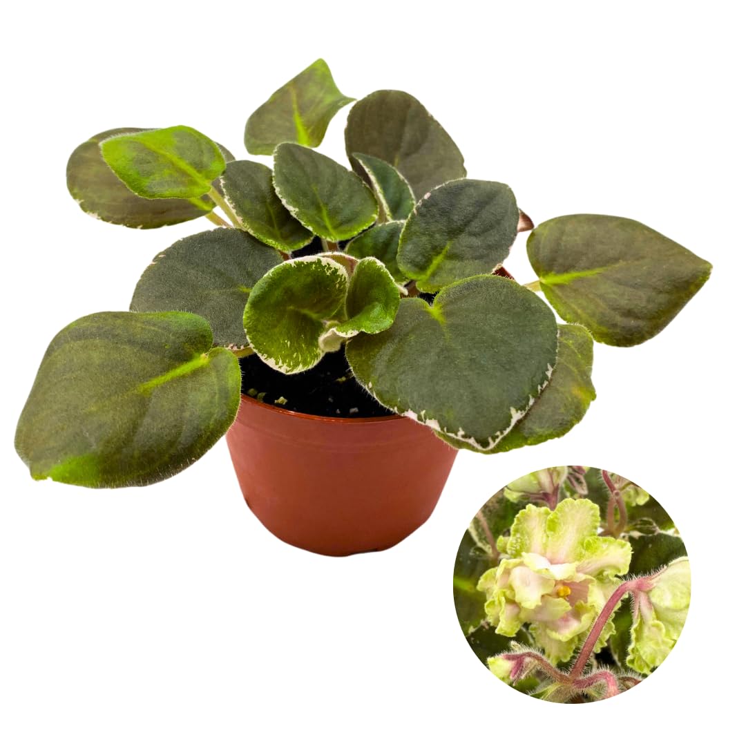 Harmony Foliage African Violet Harmony's Mean Green 4 inch Green White Ruffle