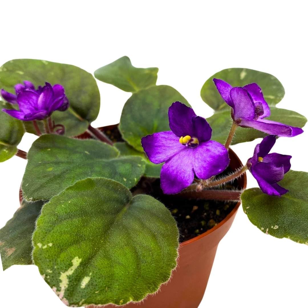 Harmony Foliage African Violet Lucien Croteau 4 inch Gesneriad