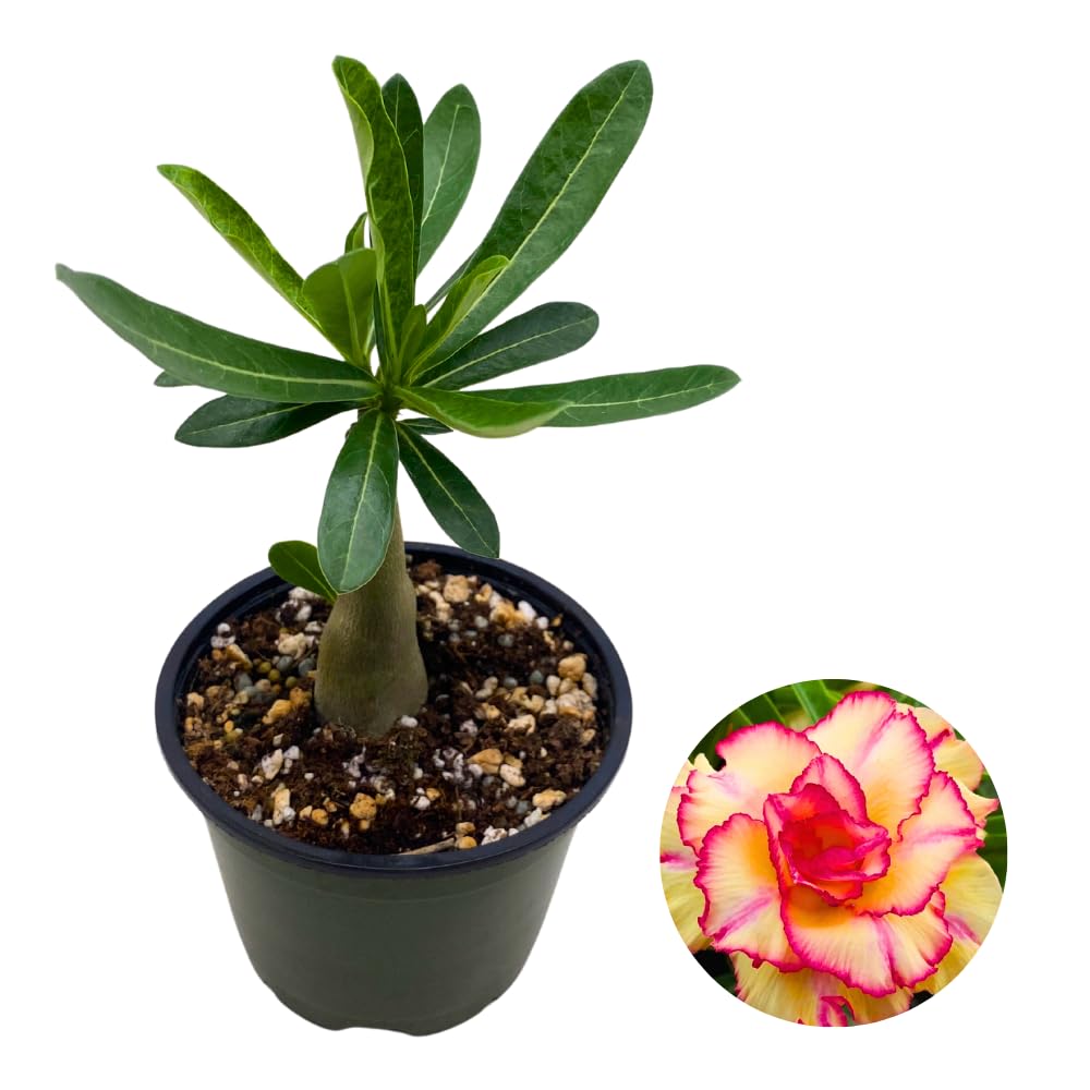 BubbleBlooms Desert Rose Sunshine in a 4 inch Pot Extremely Rare Flower
