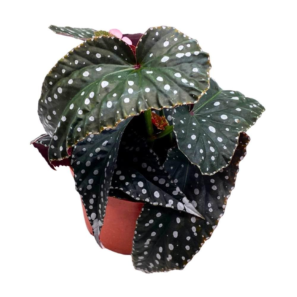 Harmony's Supernatural Angel Wing, 6 inch Cane Begonia Large Silver Tip Pink Flower Polkadot