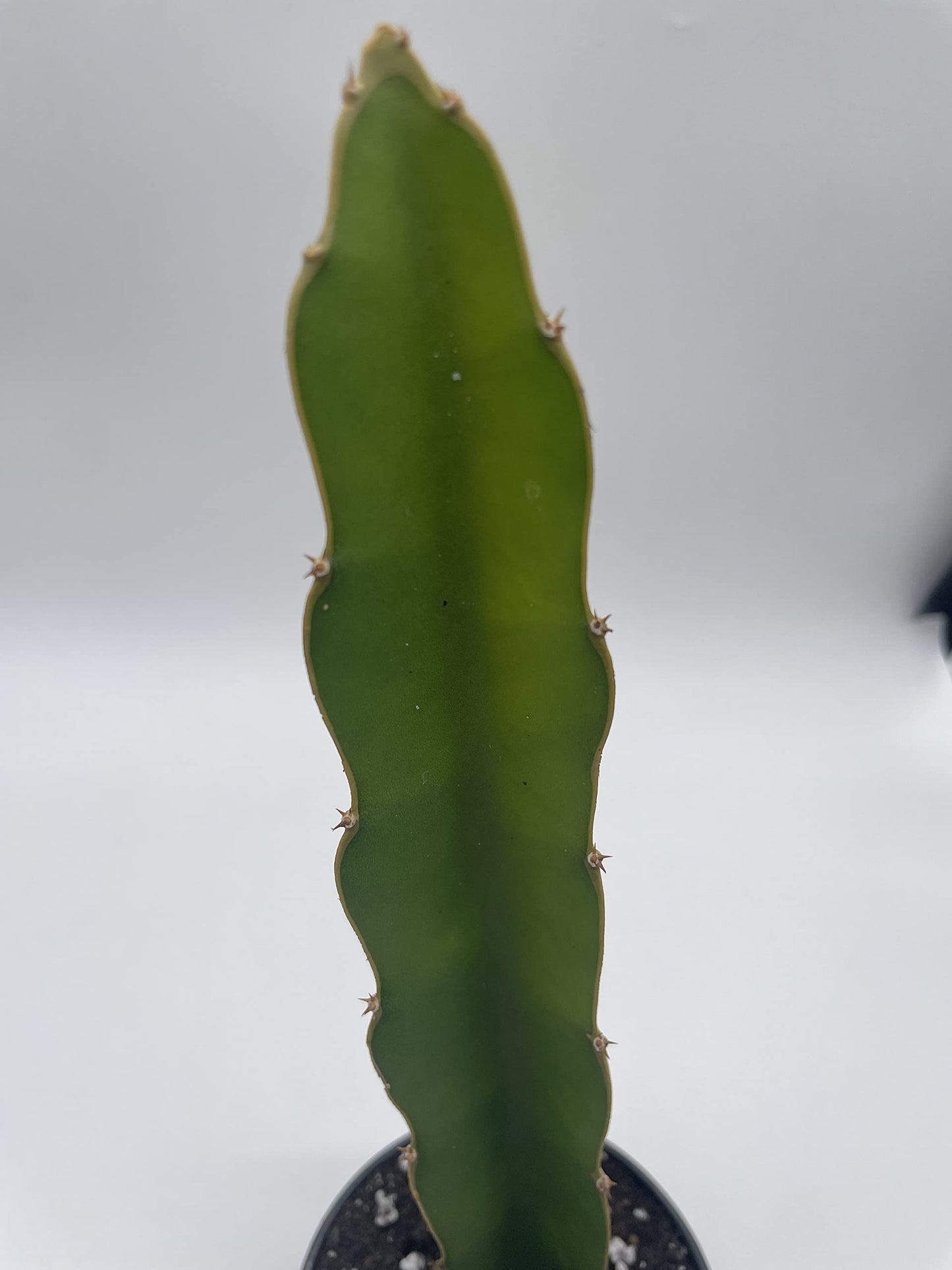 BubbleBlooms Dragonfruit Cactus in a 4 inch Pot White-fleshed Pitahaya, Selenicereus undatus