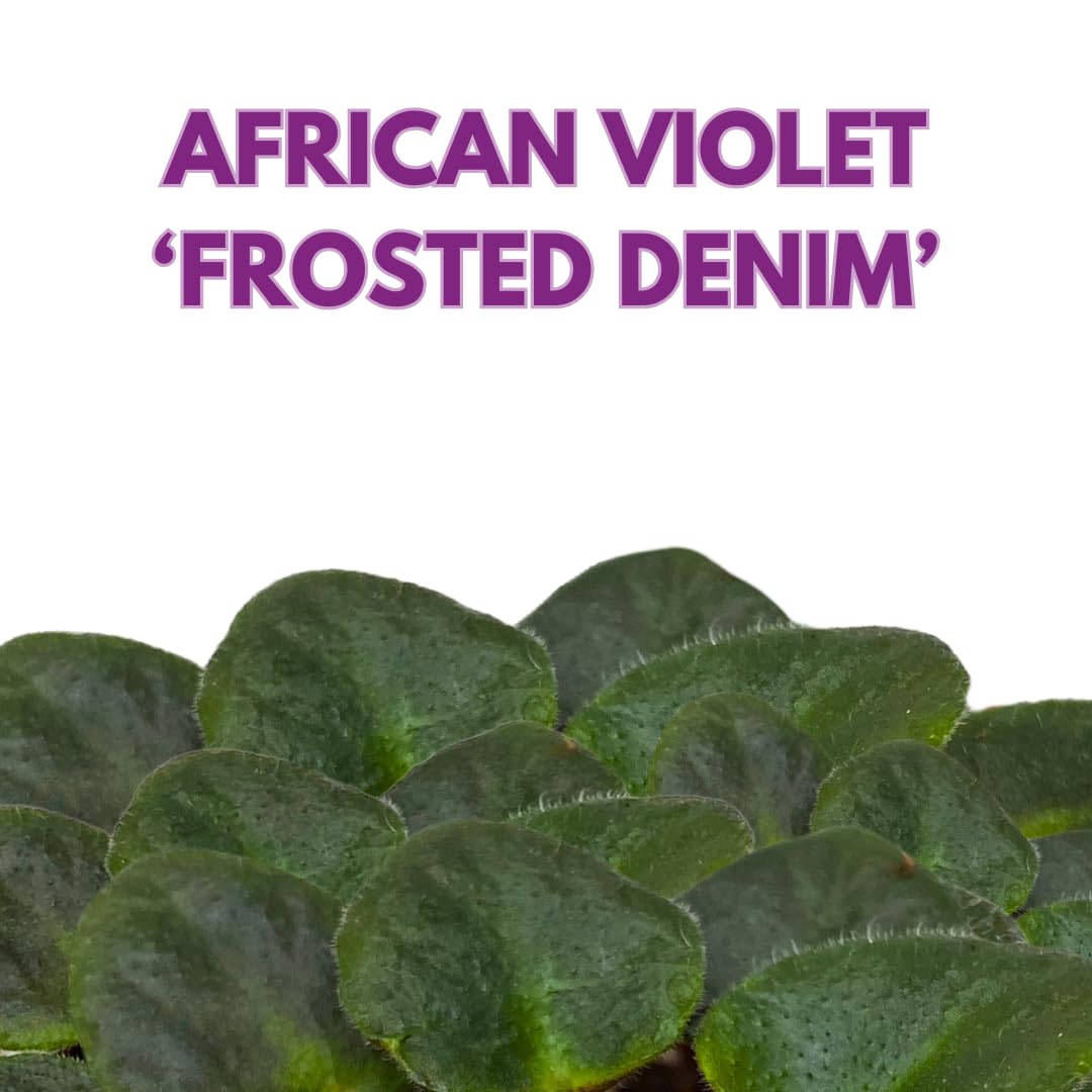 Harmony Foliage Mini African Violet Frosted Denim 2 inch Blue White Flower