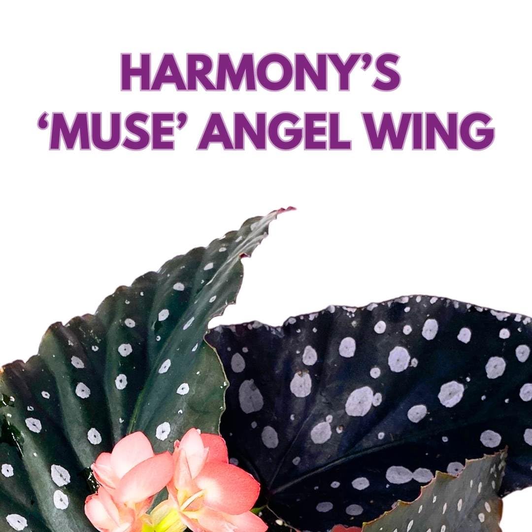 Harmony's Muse Angel Wing Cane Begonia 6 inch Large Leaf Silver Tip