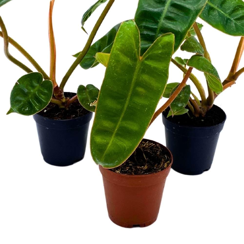 Philodendron billietiae 2 inch Set of 3 Washboard Abs Philo Billie Tiny Mini Pixie Plants