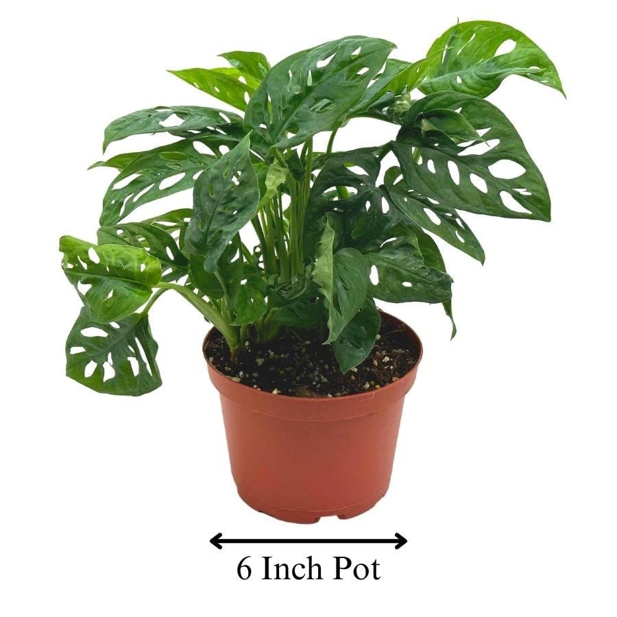monstera adansonii 6 inch Monstera Swiss Cheese Plant Totem Pole - Live Plant in a 6 Inch Pot - Monstera Adansonii