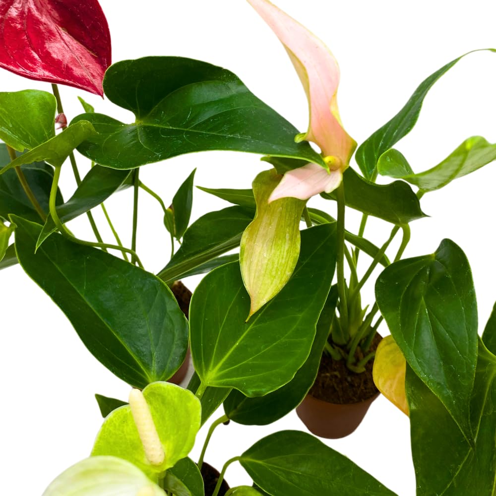 BubbleBlooms Anthurium Assortment in 2 inch Pots Set of 3 Flowering Plants