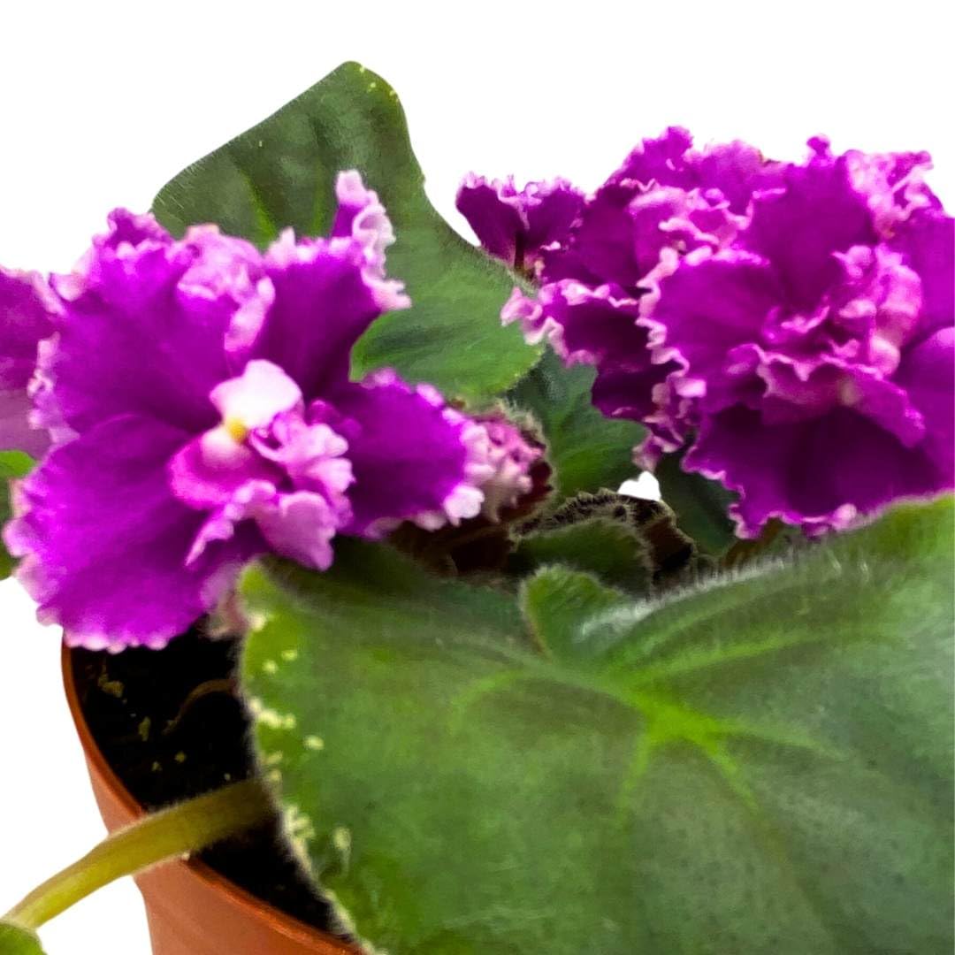 Harmony Foliage African Violet Wrangler's Boot Stompin' 4 inch