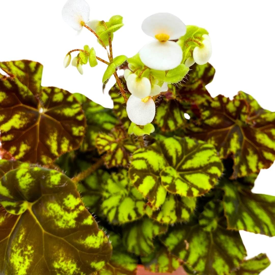 Begonia Zumba Rhizomatous Rhizo in a 6 inch Green Yellow Round Leaves