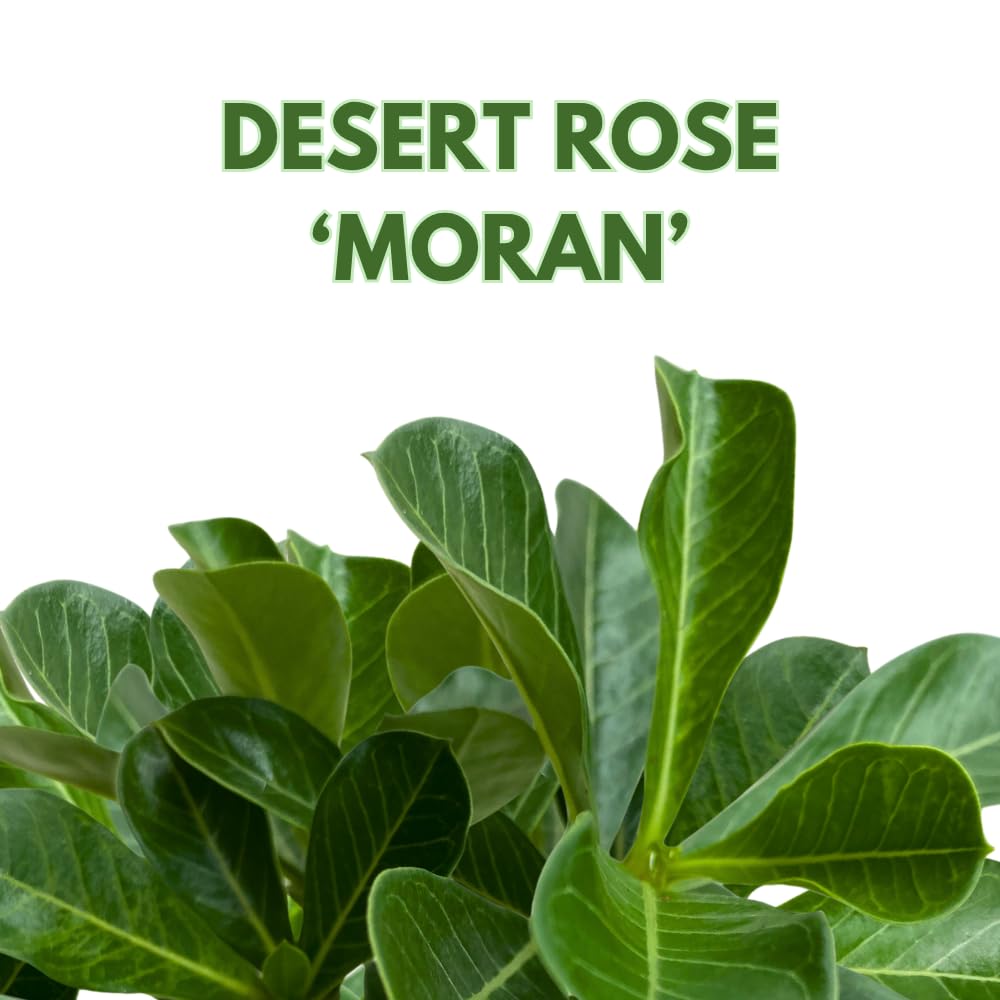 BubbleBlooms Desert Rose Moran in a 4 inch Pot Extremely Rare Flower