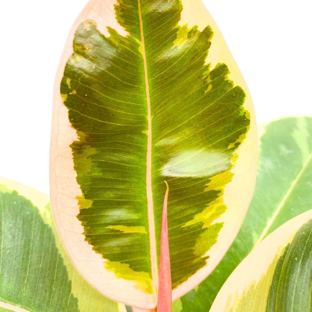 Ficus elastica Tineke Variegated 6 inch India Rubber Tree Decora Fig Plant