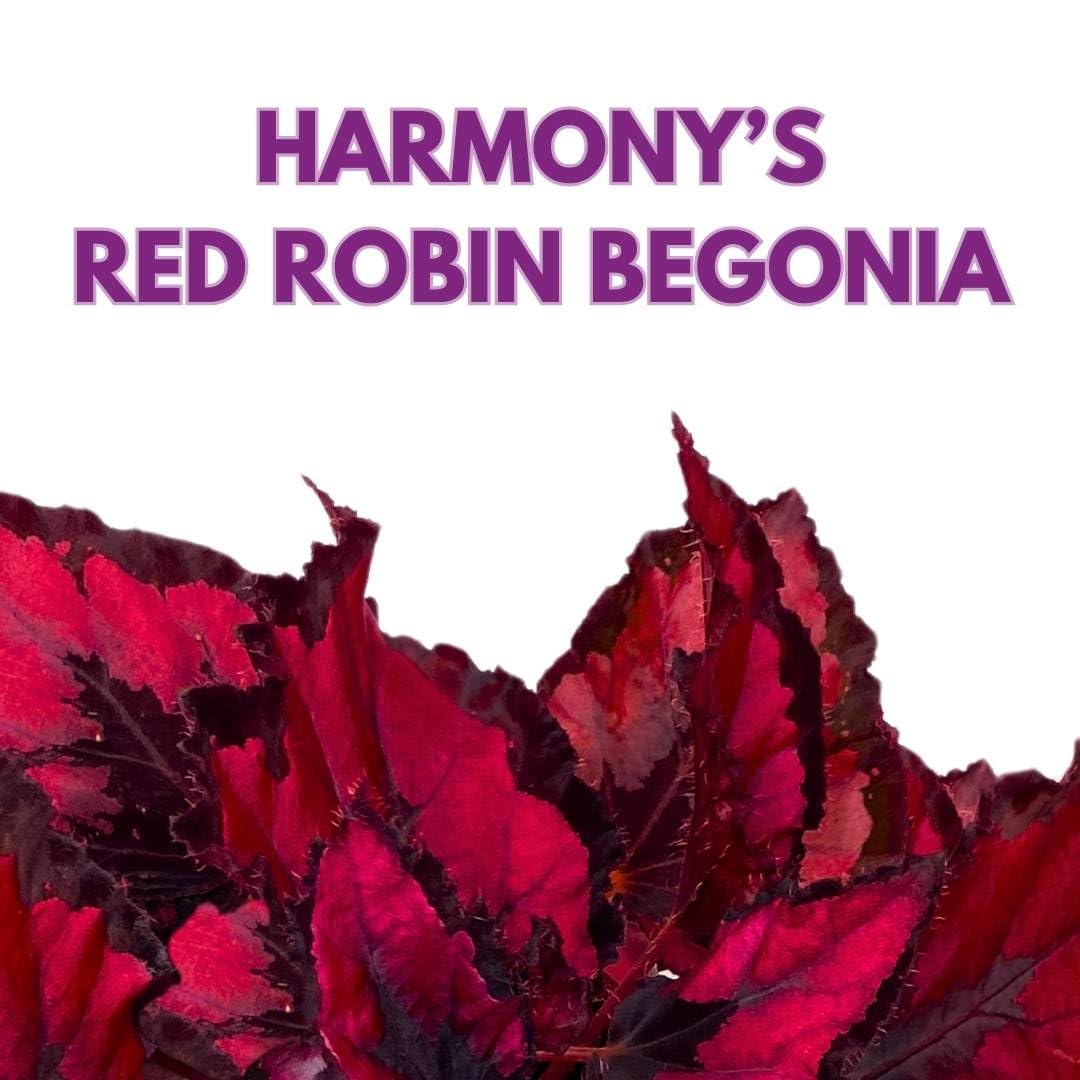 Harmony's Red Robin Begonia Rex in a 6 inch Metallic Red Black Holographic