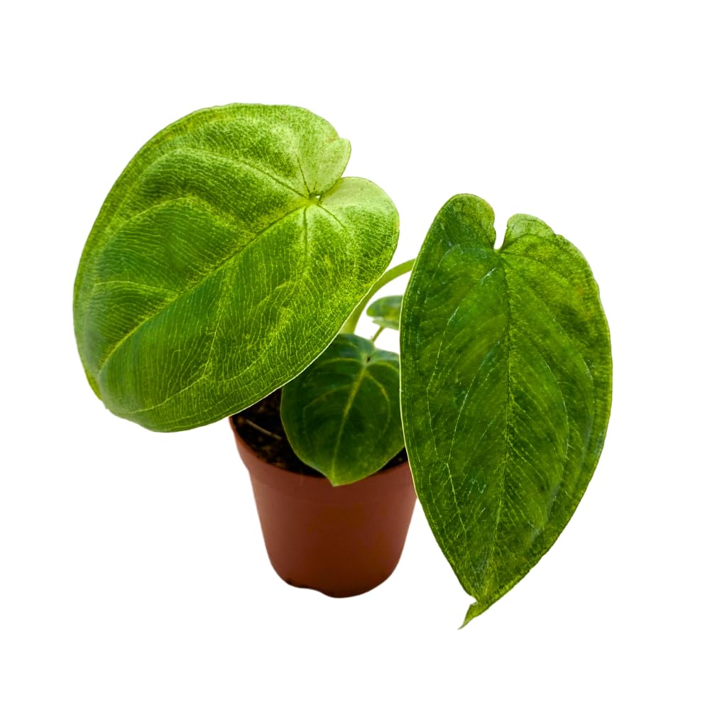 BubbleBlooms Syngonium Chapense in a 2 inch Pot Tiny Minie Pixie Plant