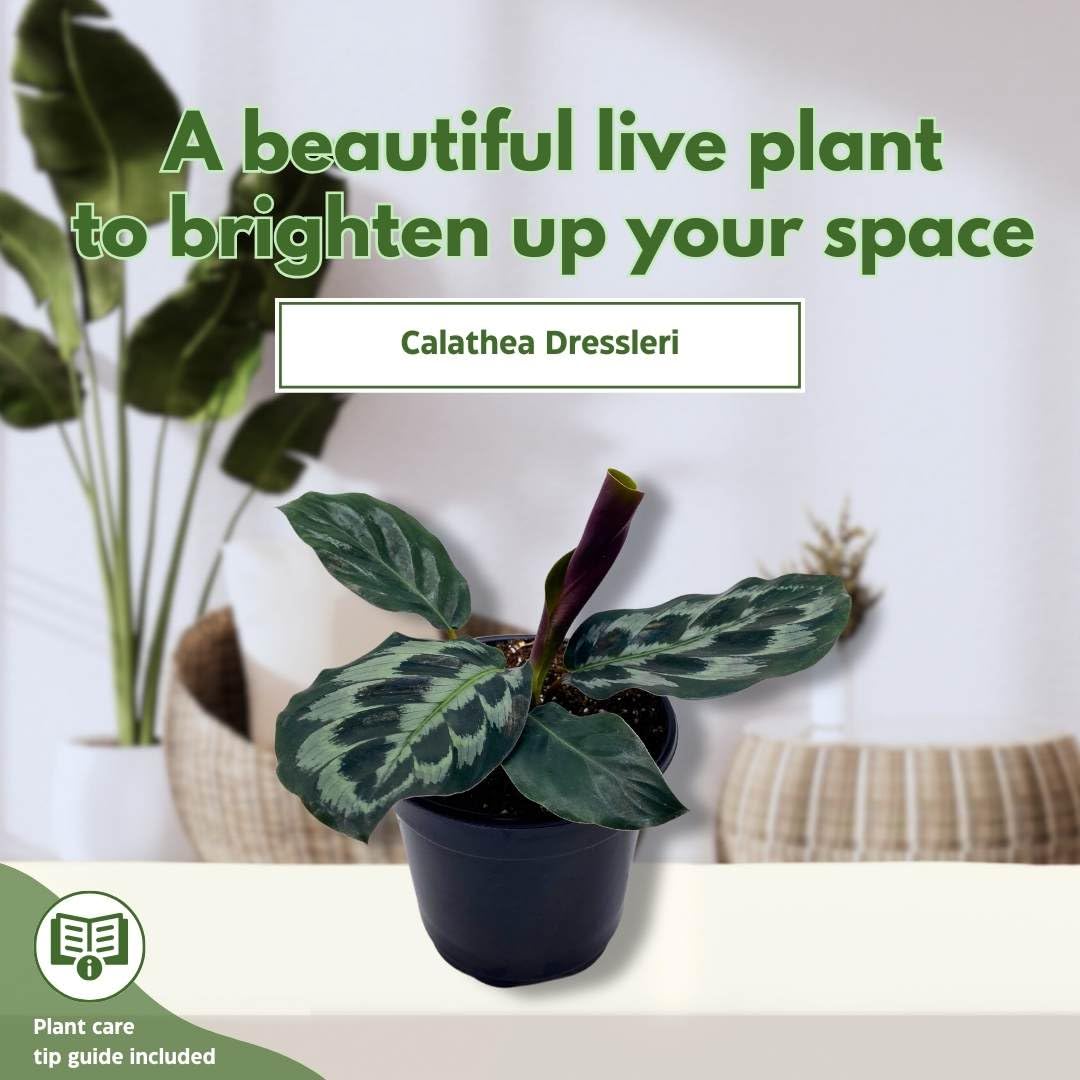 BubbleBlooms Calathea dressleri Helen Kennedy in a 4 inch Pot Peacock – Florida House Plants