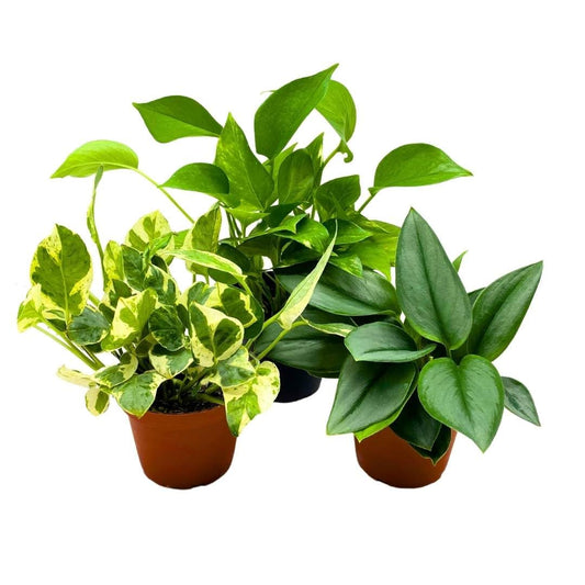 BubbleBlooms Pothos Assortment 4 inch Set of 3