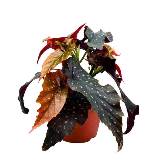 Harmony's Valkyrie Angel Wing Cane Begonia 6 inch Premium Hybrid