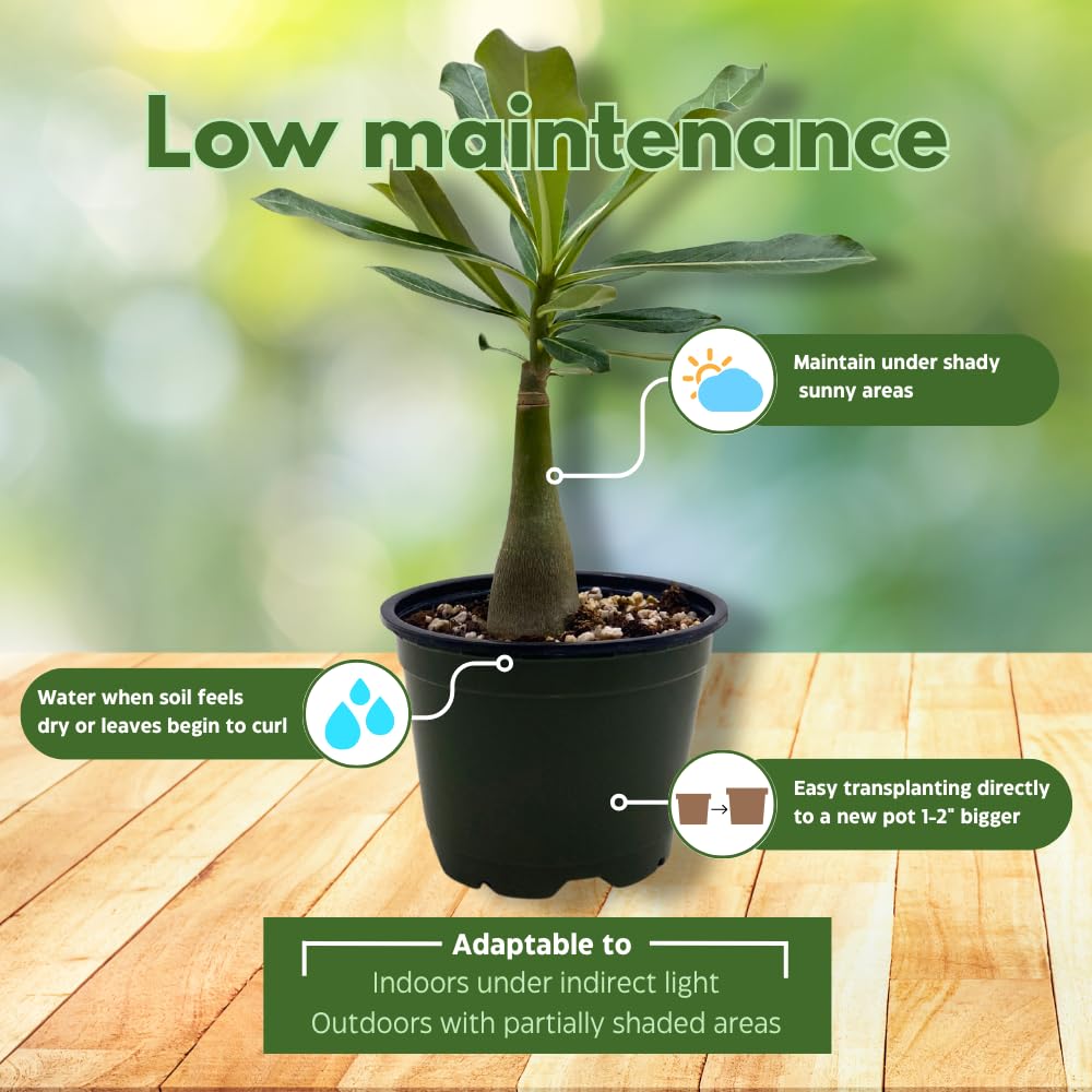 BubbleBlooms Desert Rose Wonderland in a 4 inch Pot Extremely Rare Flower