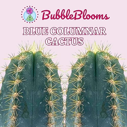 BubbleBlooms Blue Columnar Cactus, Pilosocereus pachycladus Cacti, Column Blue Torch, in a 4 inch Pot