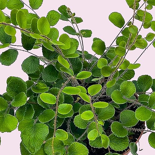 BubbleBlooms Button Fern in a 4 inch Pot Pellaea rotundifolia