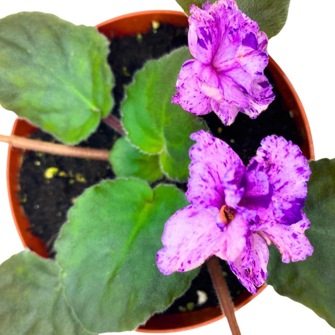 Harmony Foliage African Violet Buckeye Kindred Spirit in a 4 inch Pot Pink with Purple Flecks