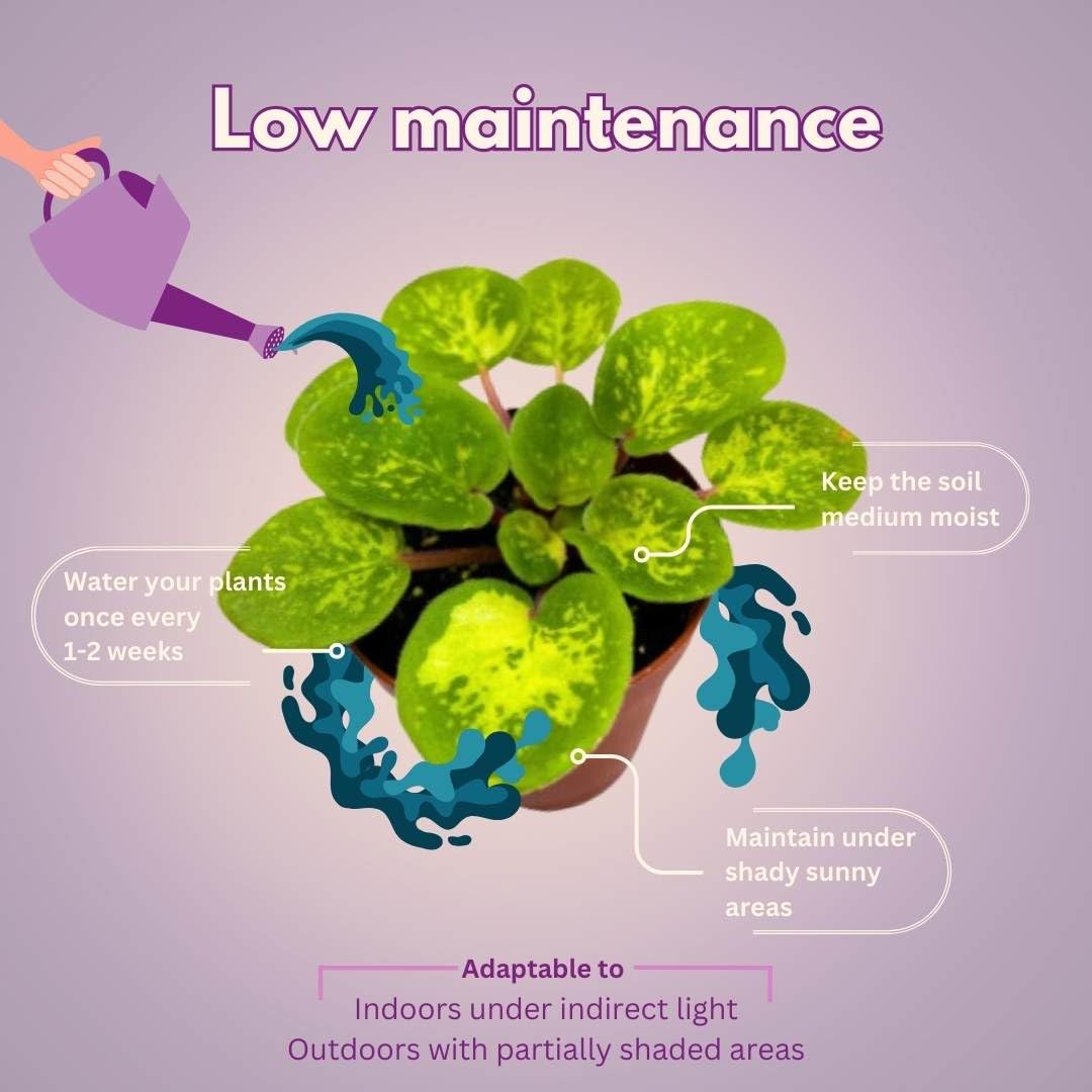 BubbleBlooms Harmony's African Violet Assortment Set, 2 inch pots, 6 Different African Violets Gesneriad Plants, Tiny Mini Pixie Plant Variety