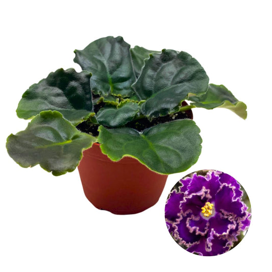 Harmony Foliage African Violet Cajun's Royal Knockout 4 inch Purple Ruffle Flower