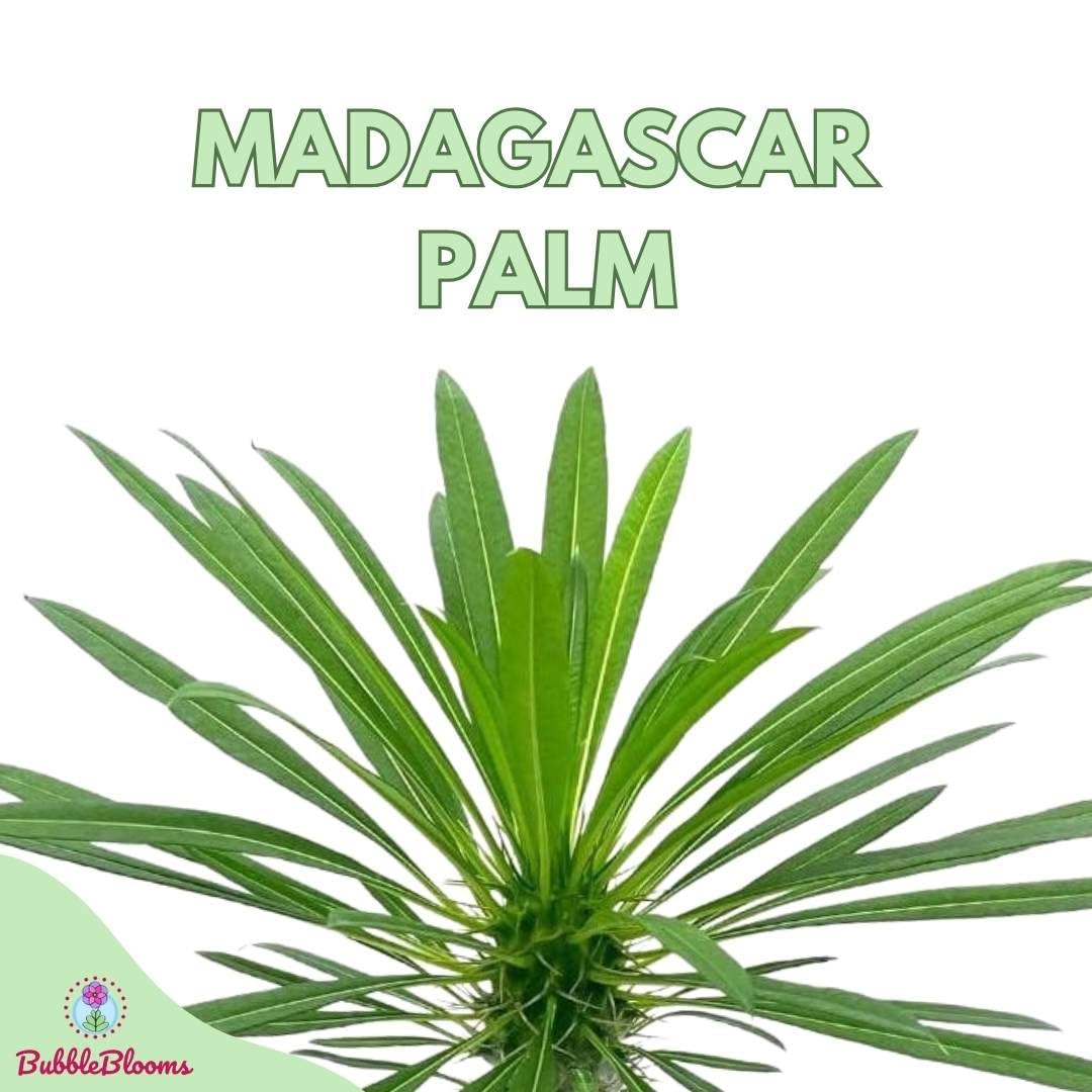 Madagascar Palm Pachypodium Geayi, 6 inch