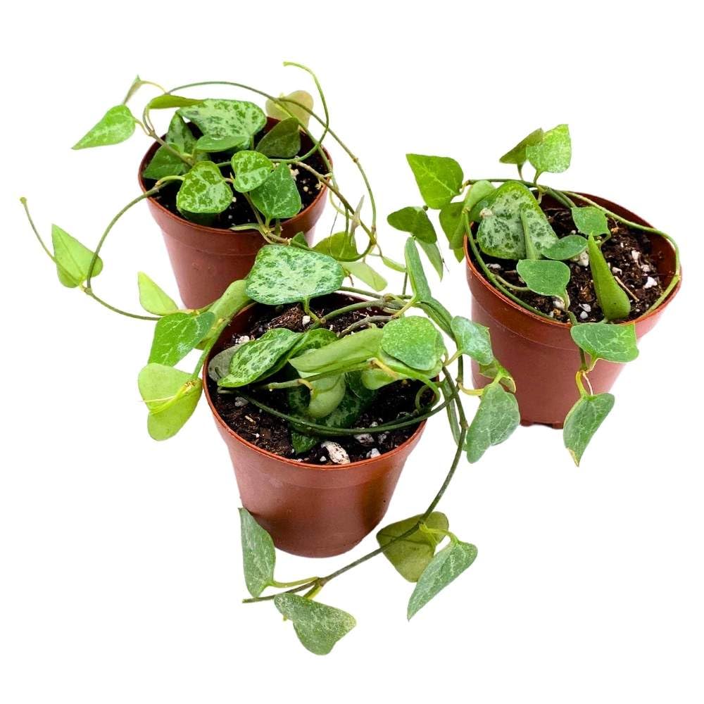 String of Hearts, 2 inch Set of 3, Ceropegia woodii Tiny Mini Pixie Plants