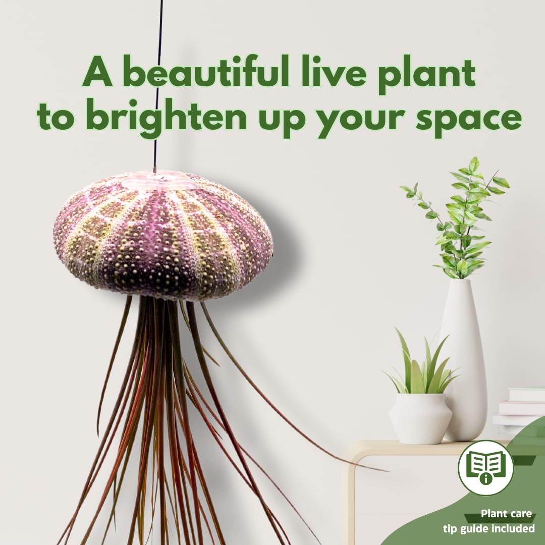 BubbleBlooms Large Tillandsia Jellyfish, Big Hanging air Plant with Seashell