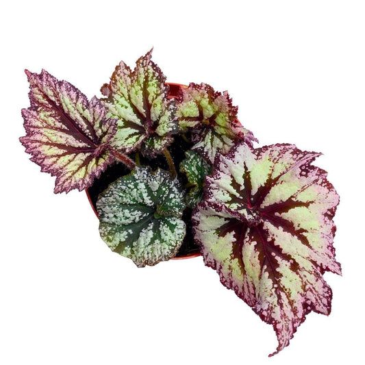 Harmony's Starburst Begonia Rex 6 inch