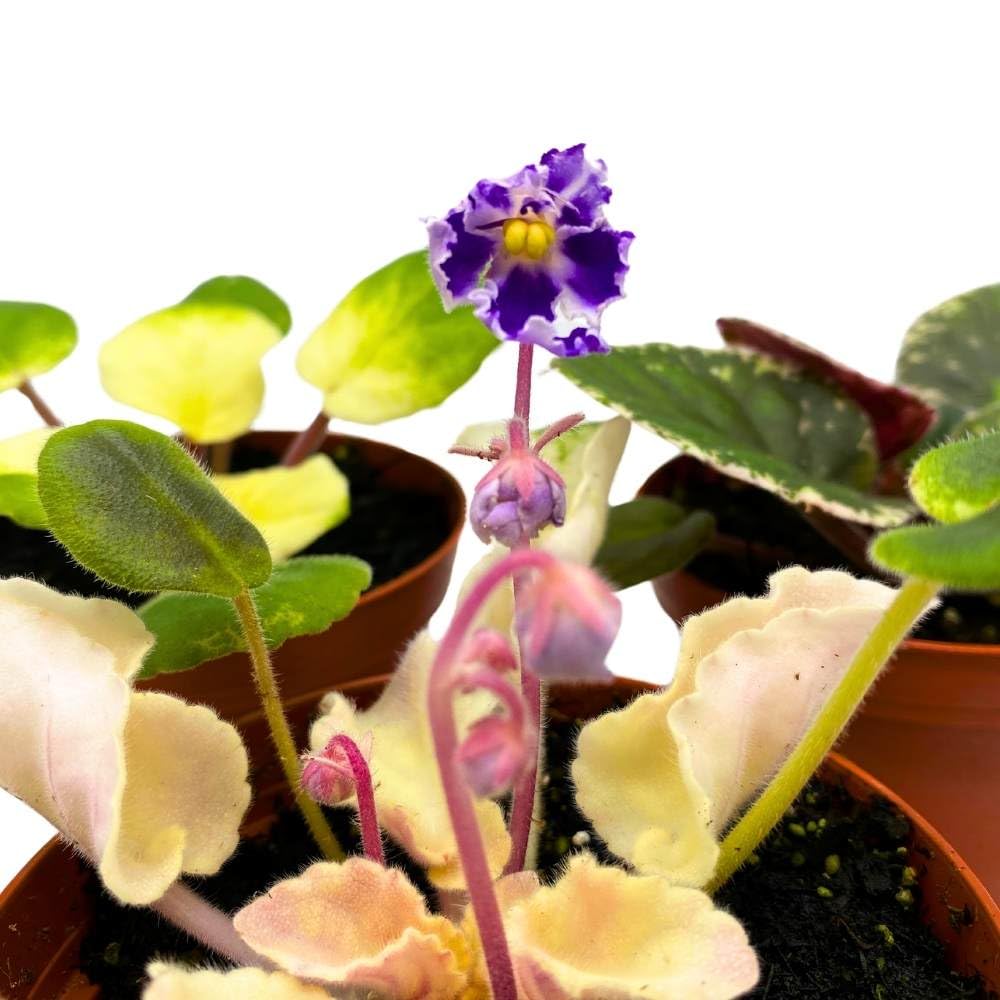 Harmony's Variegated African Violet Assortment, 4 inch Set of 3, Rare Saintpaulia Violets Gesneriads