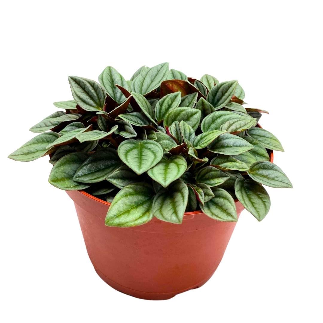 BubbleBlooms Peperomia Frost in a 6 inch Pot Platinum, carperata albovittata, Wrinkle Krinkle Leaf