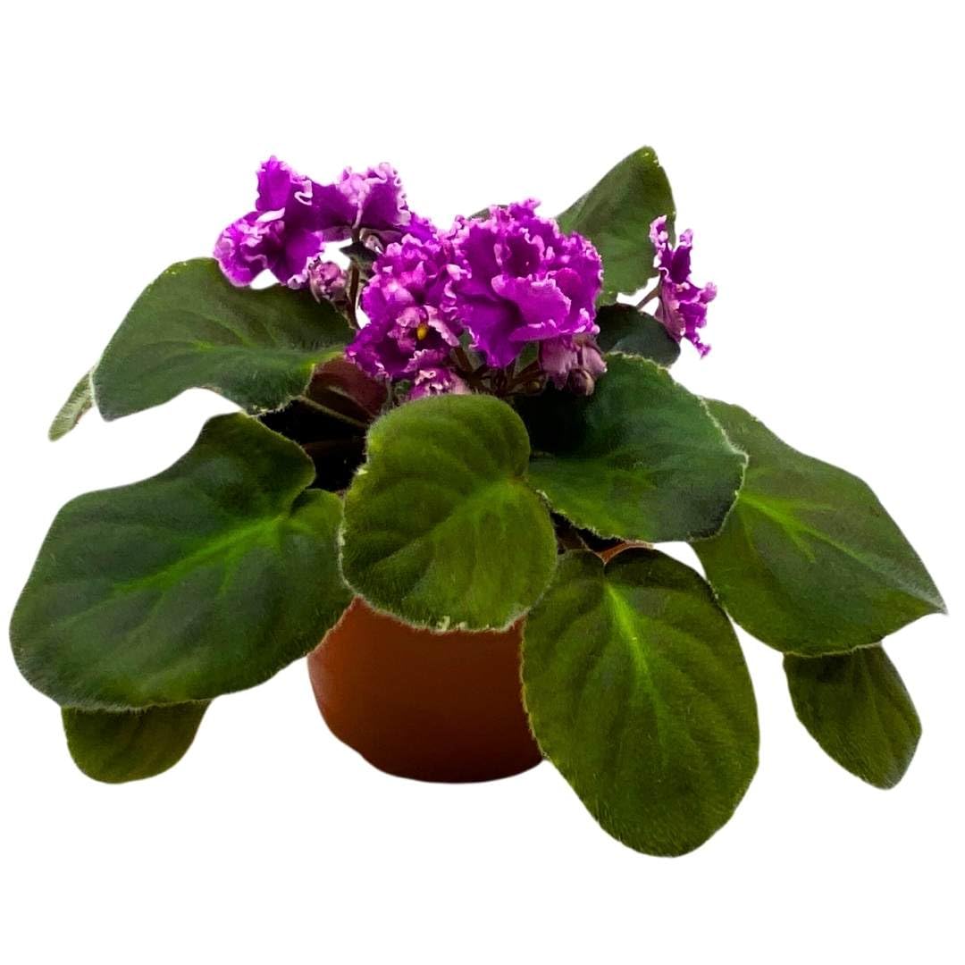 Harmony Foliage African Violet Wrangler's Boot Stompin' 4 inch