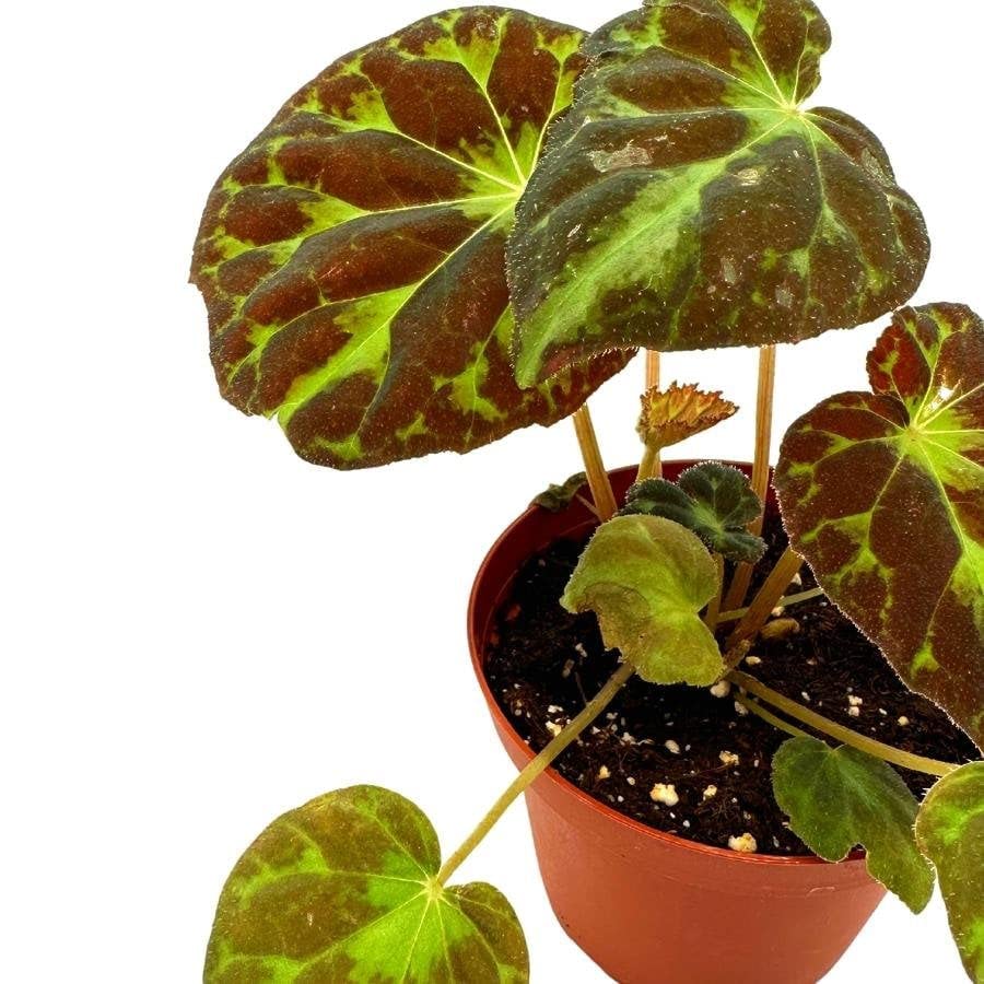 Harmony's Barsaloux's Begonia Barsalouxiae 4 inch, Rare Green Captivating Color Begonia Rex