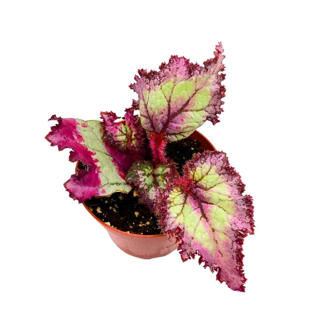 Harmony's Pink Pizzazz Begonia Rex 4 inch Jagged Gnarly Leaves