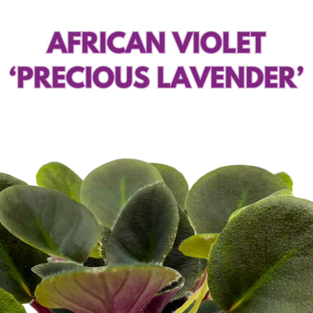 Harmony Foliage Mini African Violet Precious Lavender, 2 inch Purple Flower