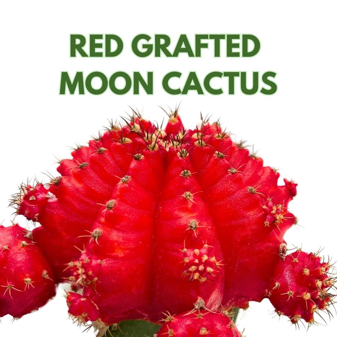 BubbleBlooms Grafted Red Moon Cactus 3 inch