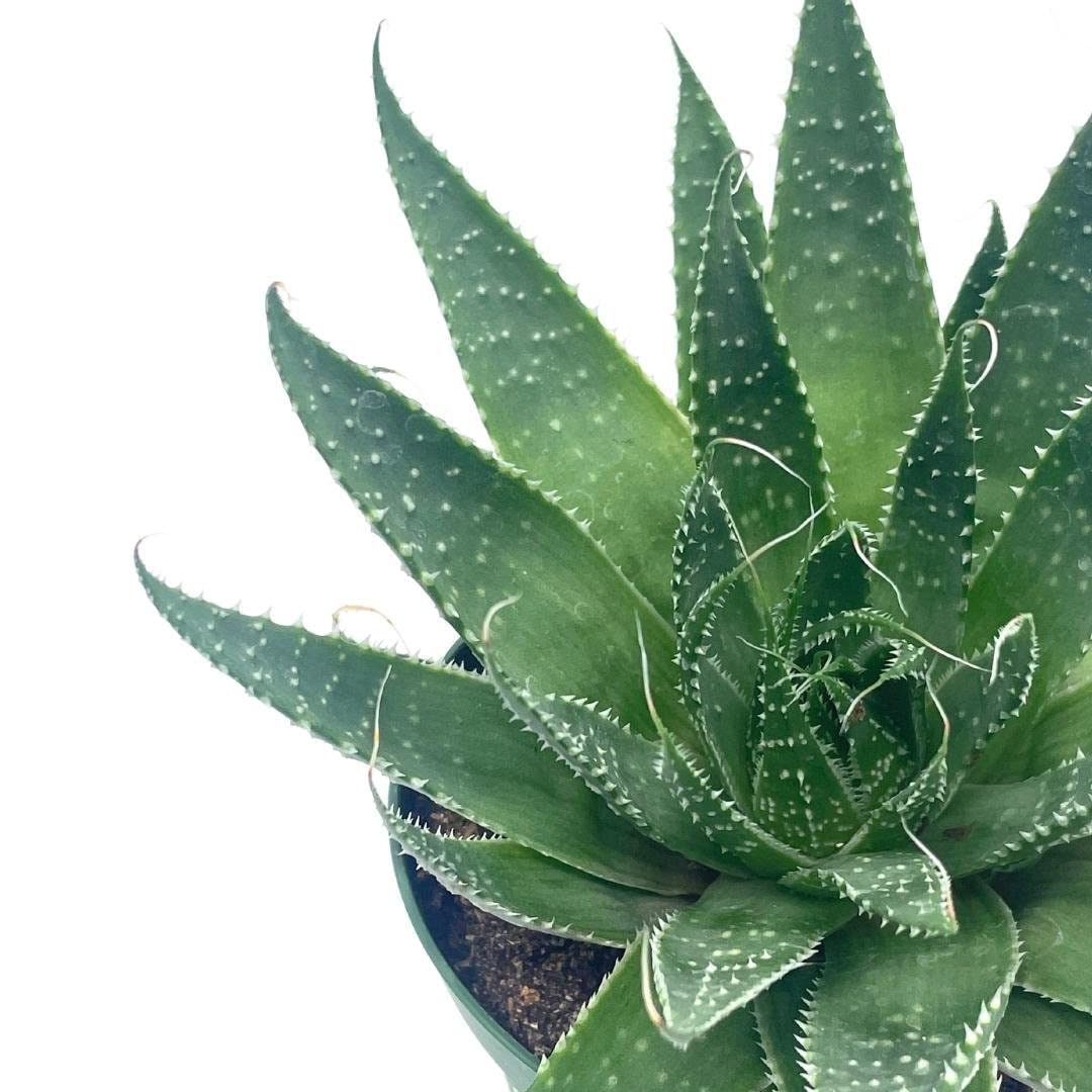 Gasteria Flow Haworthia Variegated Aloe, Tiger Aloe, Aloe Variegata, White Spotted, Polka dot lace Aloe in a 4 inch Pot