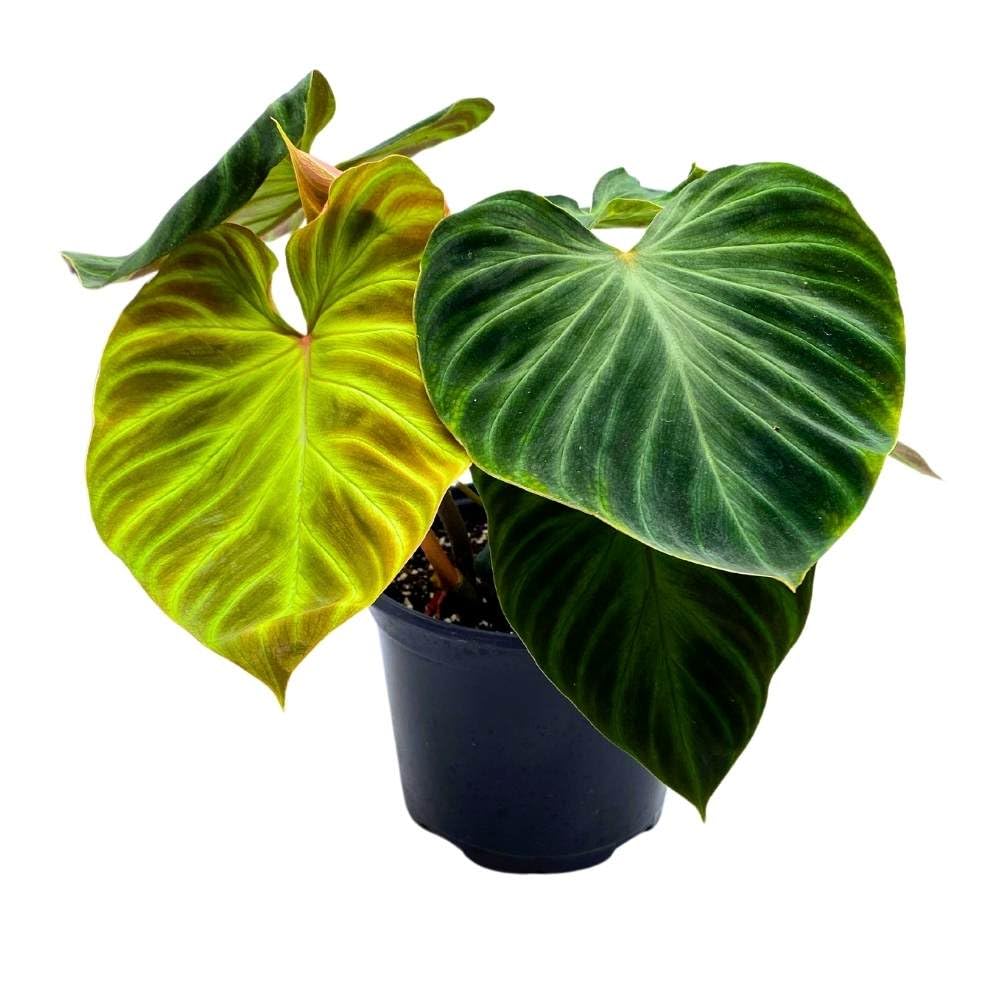 Philodendron Verrucosum 6 inch Deep Green Philo Rare Indoor House Plan ...