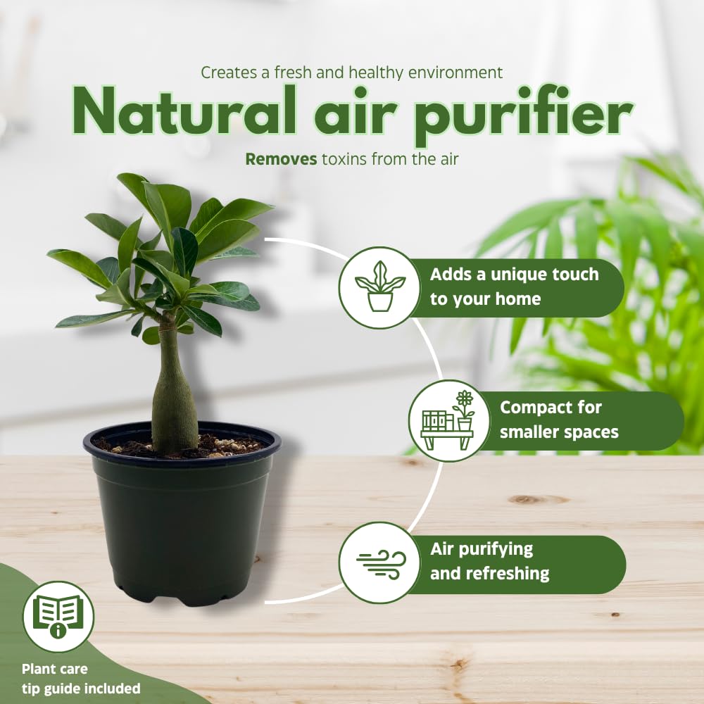 BubbleBlooms Desert Rose Moran in a 4 inch Pot Extremely Rare Flower