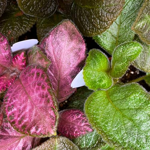Harmony Foliage Episcia Flame Violet Wholesale Assortment in 4 inch Pots 15-Pack Bulk