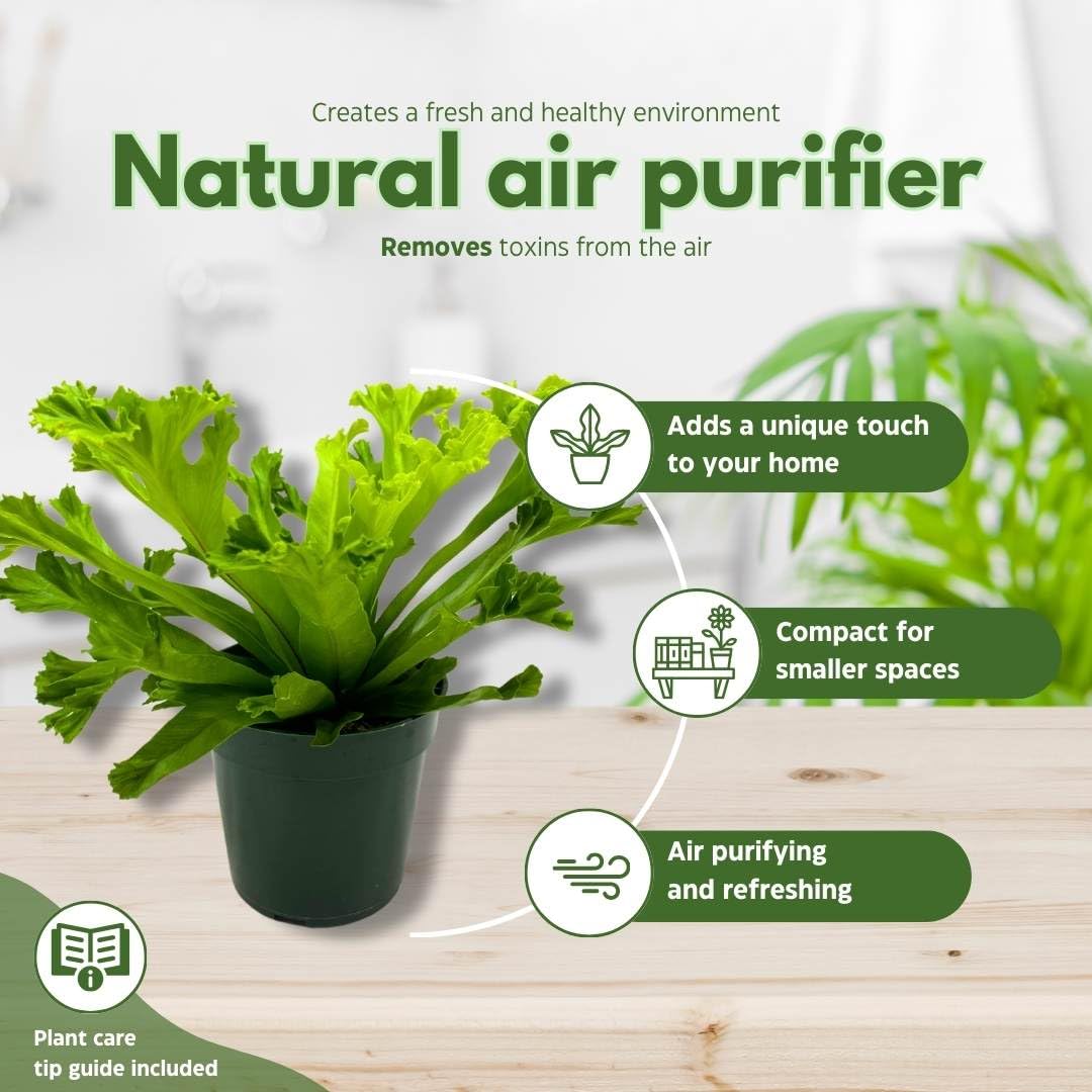 BubbleBlooms Fishtail Fern 4 inch Microsorum punctatum Forked Tips Grandiceps