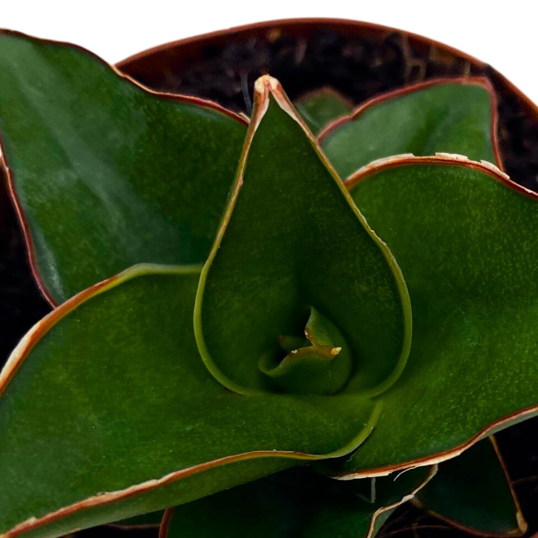 BubbleBlooms Sansevieria Samurai Dwarf 2 inch Blue Star Snake Plant