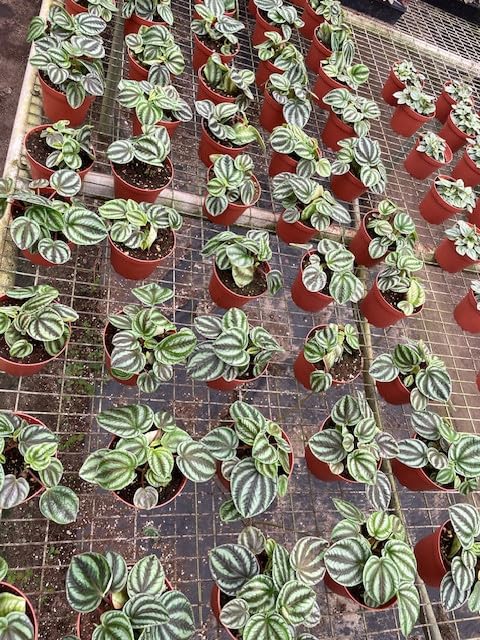 BubbleBlooms Peperomia Dragon Skin Wholesale Bulk Plants 4 inch 15-Pack