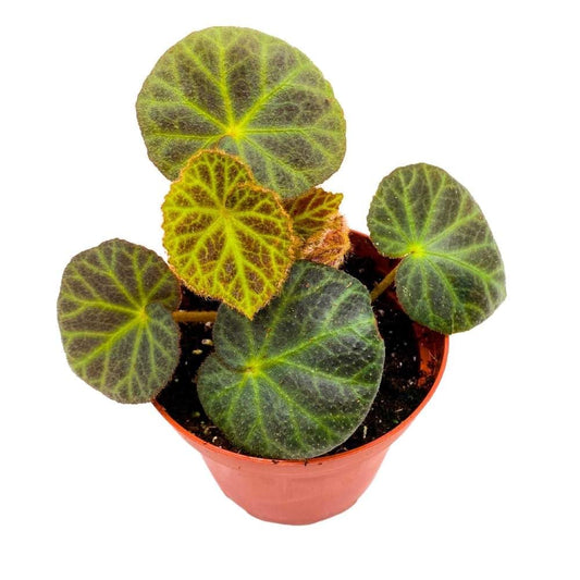 Begonia klemmei 4 inch Rhizomatous Green with Golden Hairs