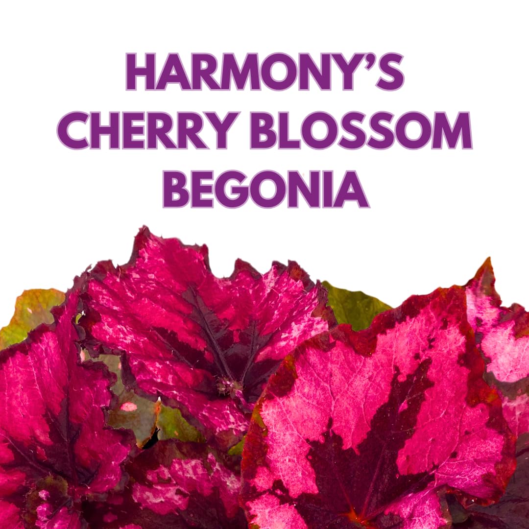 Harmony Foliage Harmony's Cherry Blossom Begonia Rex 4 inch Red Black Curly