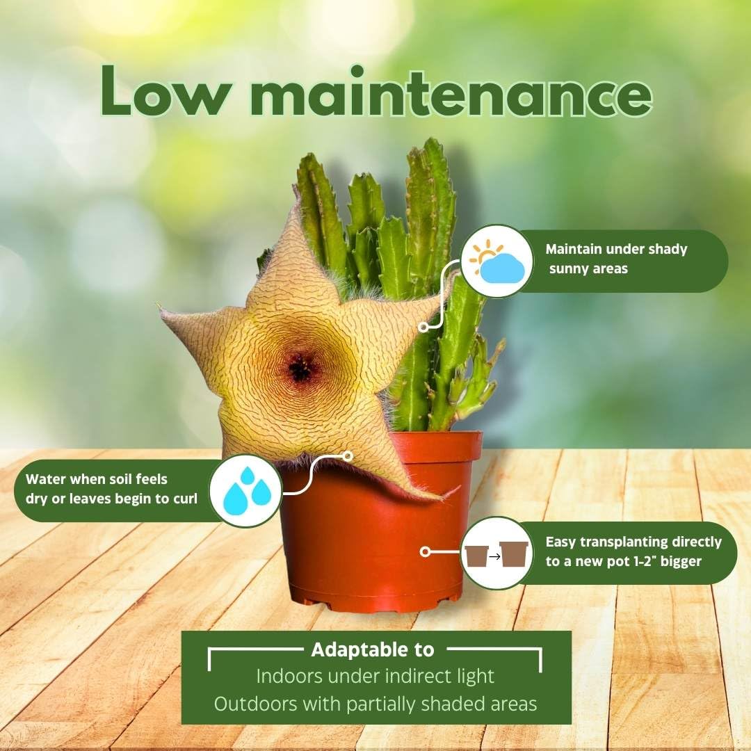 BubbleBlooms Stapelia gigantea, Giant Starfish Flower, Rare Huernia, in 6 inch Pot