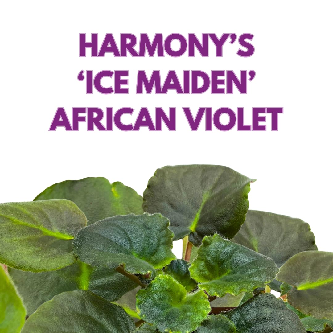 Harmony Foliage African Violet Harmony's Ice Maiden 4 inch Pink