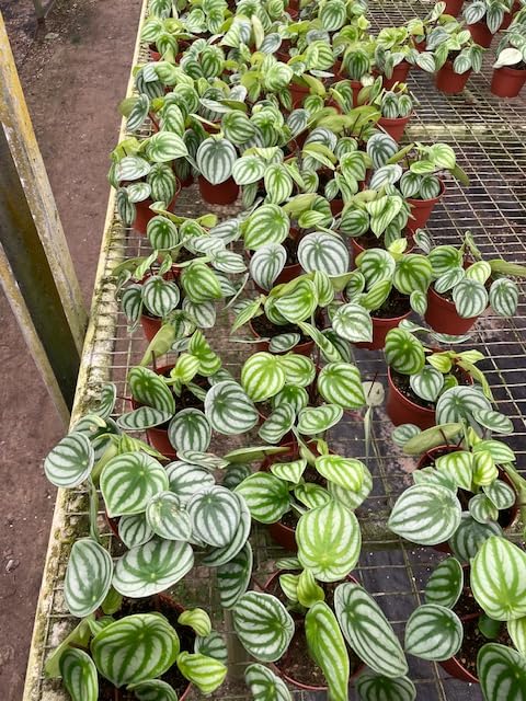 Harmony Foliage Watermelon Peperomia in 4 inch pots 30-Pack Bulk Wholesale Plants Pep argyreia