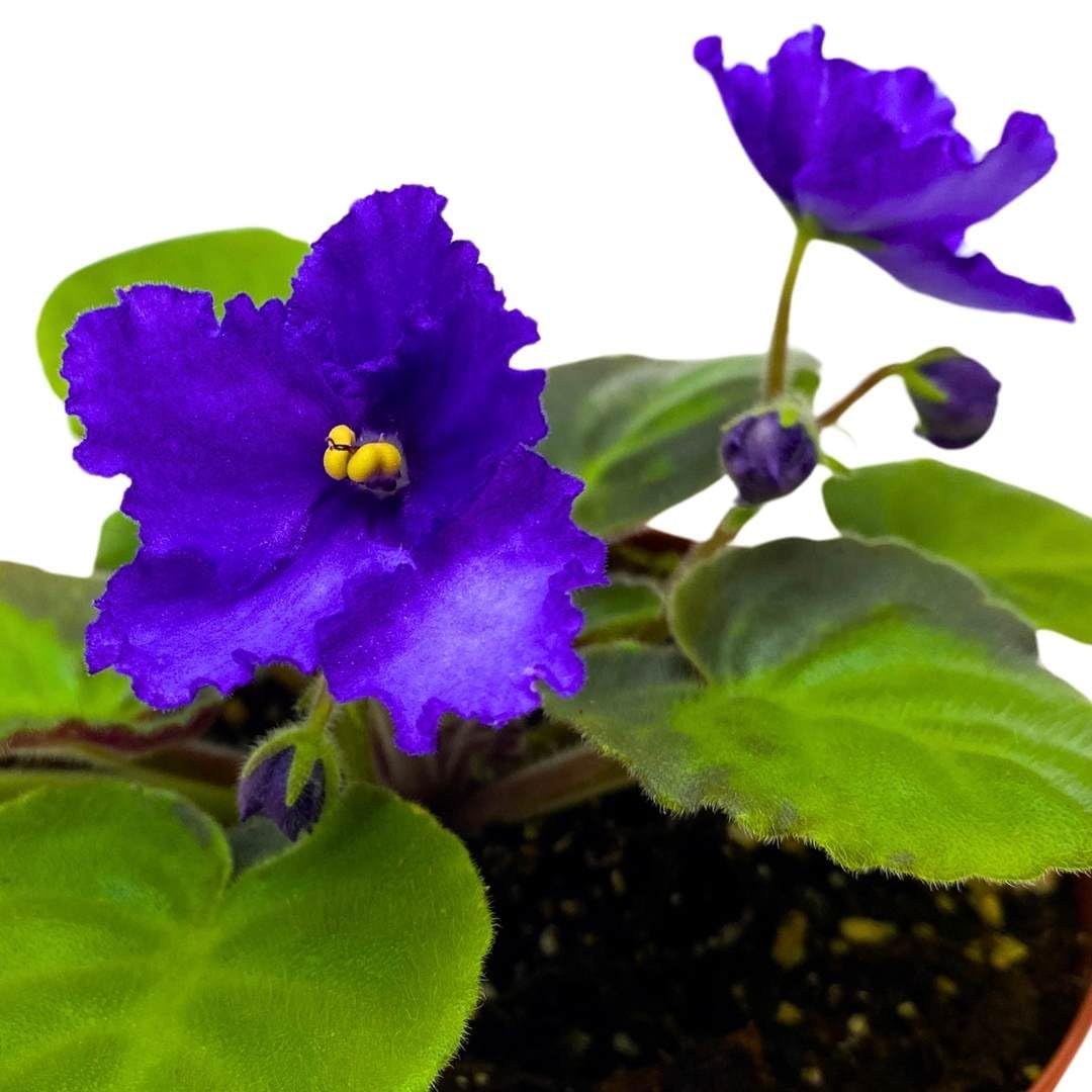 Harmony Foliage African Violet Island Hideaway 4 inch Gesneriad