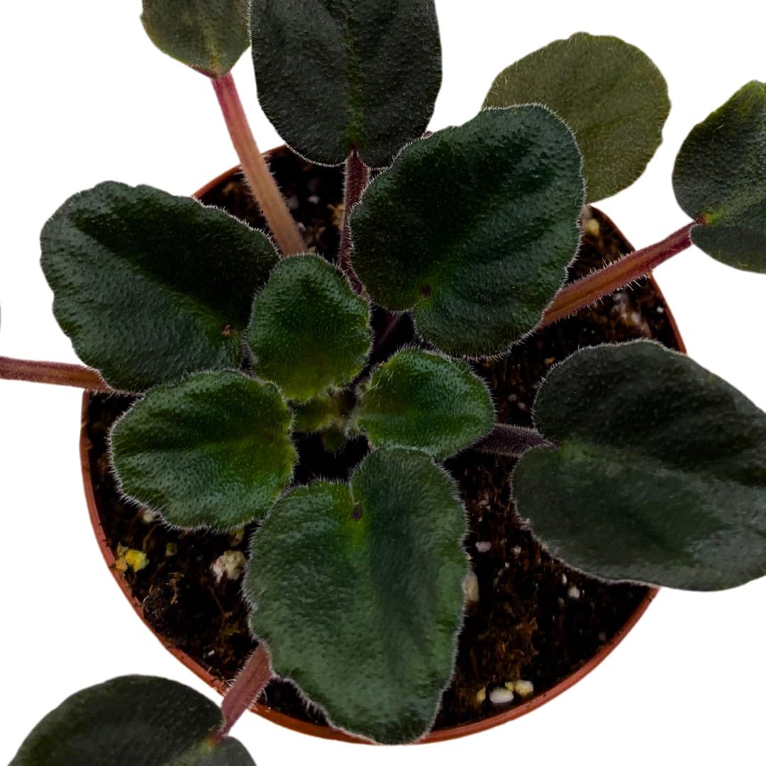 Harmony Foliage Mini African Violet Jolly Magic 2 inch Fuscia Flower